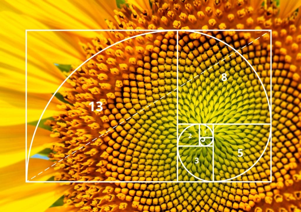 Sunflower with a Golden Ratio overlay