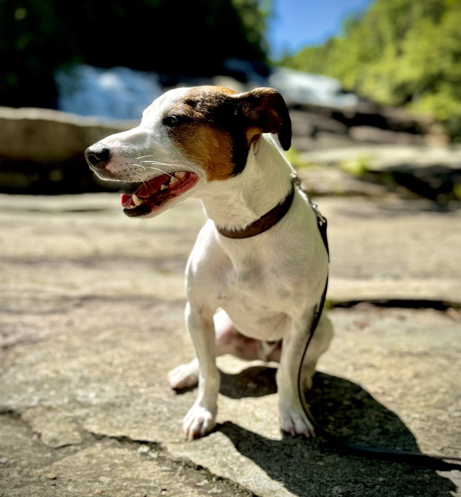My Dog Tuck